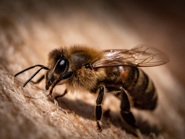 méh méhcsípés allergia kert nyár