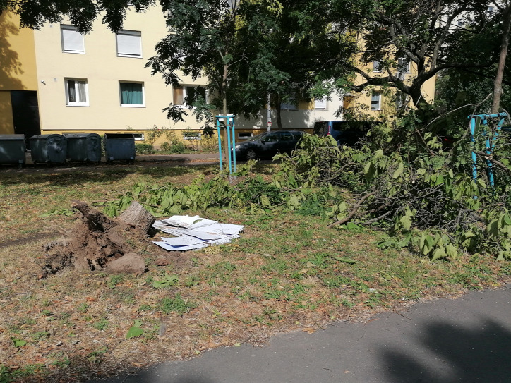 fa időjárás vihar nyár kert faültetés