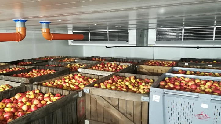 alma ősz gyümölcs tárolás kert élelmiszer