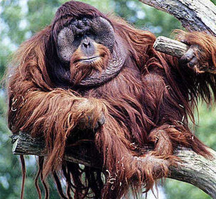 orangutanok világnapja állatvédelem veszélyeztetett állatok