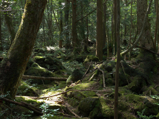öngyilkosság japán erdő megelőzés földrengés katasztrófa suicid szuicid prevenció módszer rizikó dzsukai