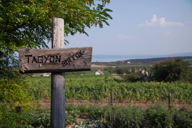 Balatoncsicsó balatoncsicsói plébánia Nivegy-völgy Nivegy-völgyi névjegyek névjegyek borász vendéglátás