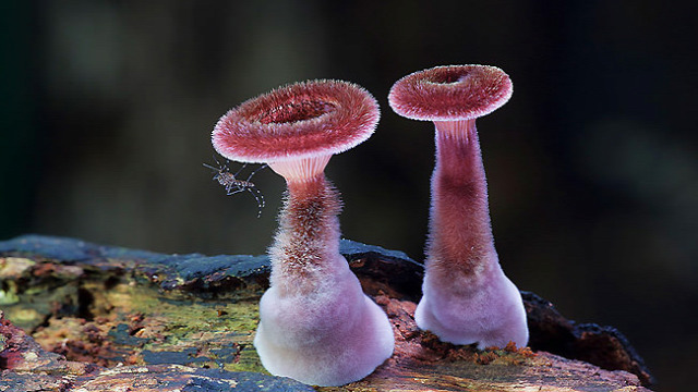 mushroom-photography-171__880