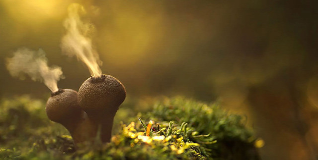 Featured Image for Photographers pay tribute to the wonderful world of mushrooms