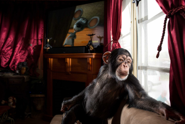 A chimpanzee bought by animal trainer Pamela Rosaire Zoppe from pet owners who could no longer keep him.