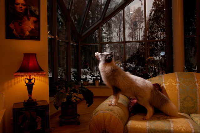 A domesticated fox living as a pet in a wealthy home in St. Petersburg.
