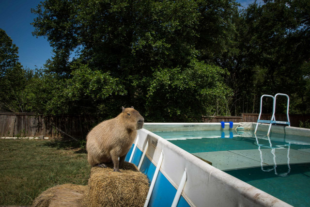 Garibaldi Rous, a 120 lb. three-year-old Capybara  before his morning swim. Texas, 2013.