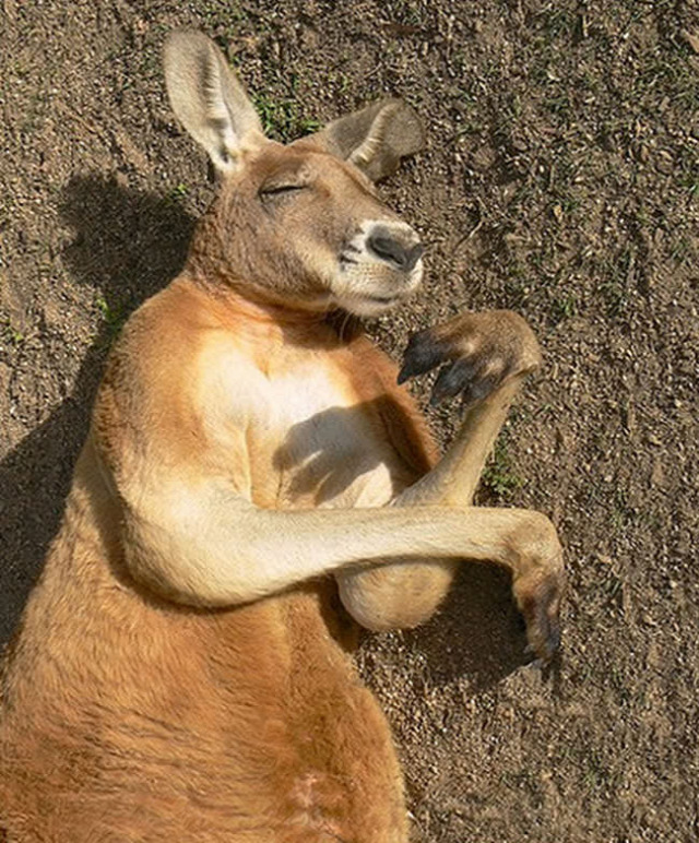 sleeping kangaroos