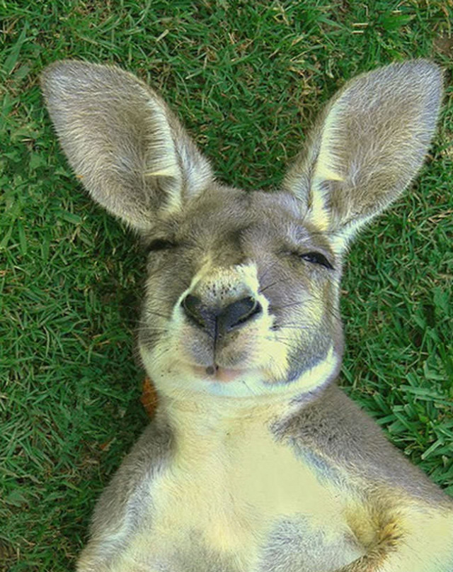 sleeping kangaroos