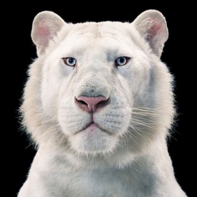 A snow white Bengal tiger. Shot against a black background, the animal’s gaze penetrates through you, compelling you to stare back