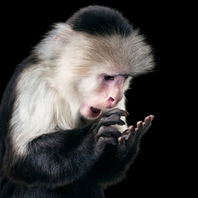 Capuchin monkeys often mimic human behaviour. Could this one, called Rupee, be texting?