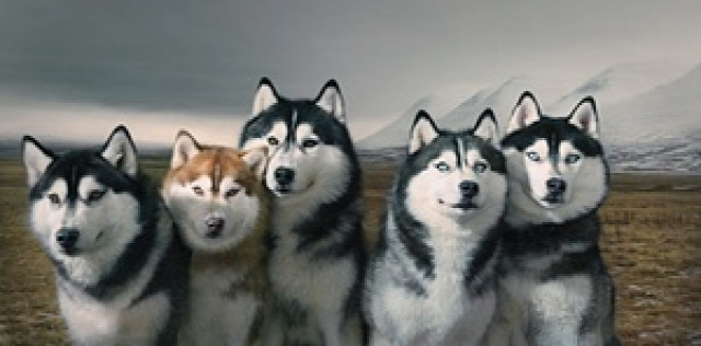 A group portrait of Siberian huskies