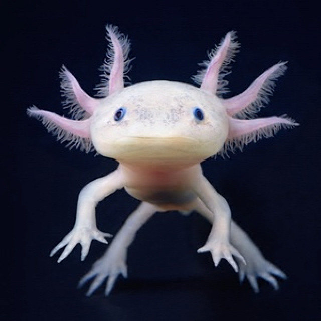 An axolotl, a type of salamander native to freshwater habitats around Mexico