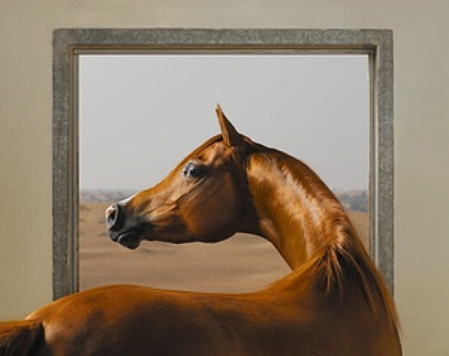 This highly constructed image is of an Arabian halter, a supermodel of the horse world. It has been composed to allude to George Stubbs’s famous painting Whistlejacket, utilising similar tones. Taken at the pristine Ajman stud in the United Arab Emirates, it was lit by a flash indoors, looking out of the window to the bright sunshine