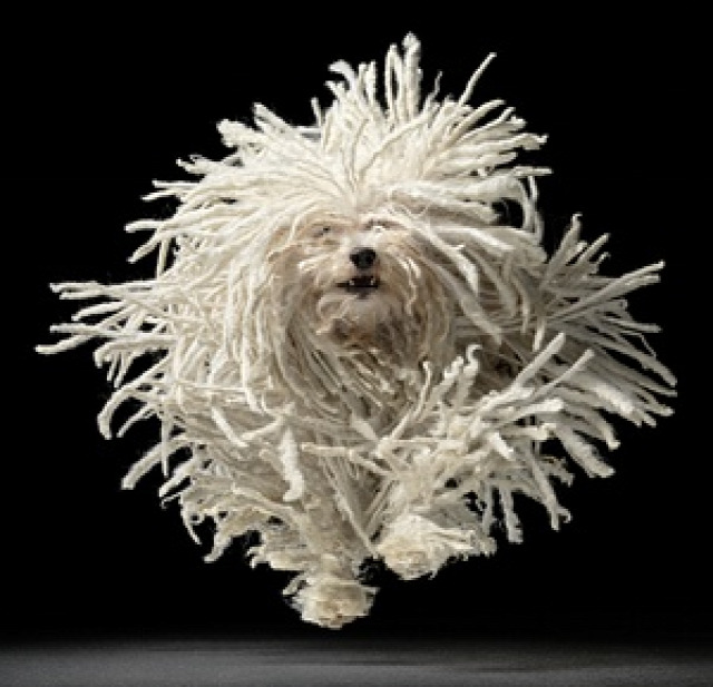 This Hungarian puli, snapped mid-leap, has a wild, mop-like coat. The puli was originally a herding dog, used by the nomads of the Hungarian plains to round up livestock. Its curious corded fur is extremely thick and almost entirely waterproof