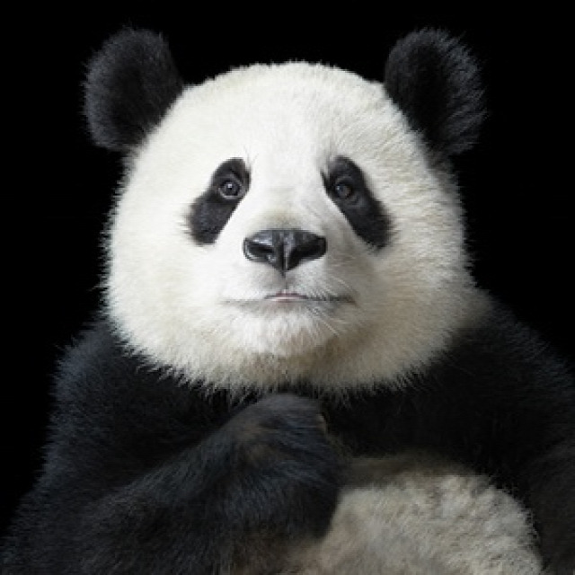 Ya Yun, meaning elegant, is a giant panda from the Chengdu panda research base in western China. The centre has successfully bred 120 giant pandas from just six that were rescued in 1987
