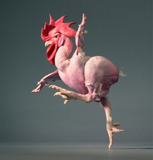 A featherless chicken prances across the stage like a plump ballerina. This breed draws on the naturally occurring recessive mutation that eliminates feathers and is crossed with one of a favoured strain of broiler chicken