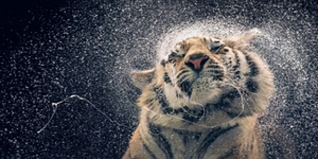 Kanja, a Bengal tiger, shakes water off her coat