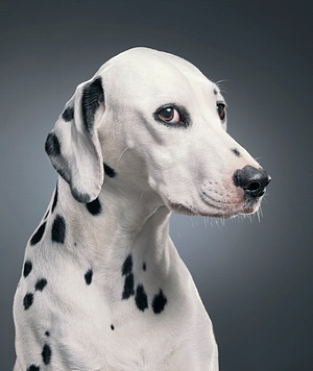Lilly, a dalmatian dog