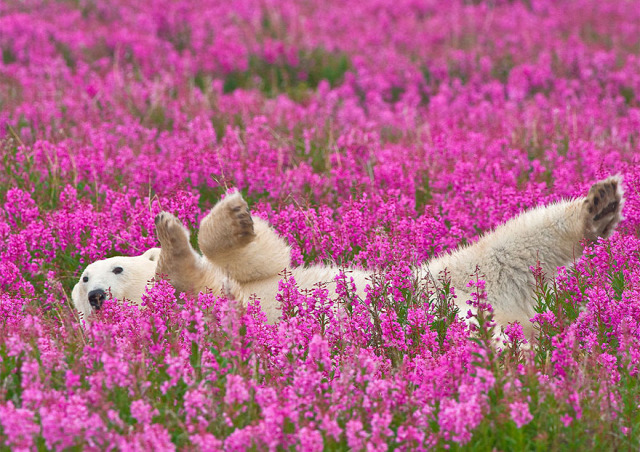 polar-bear-playing-flower-field-dennis-fast-1