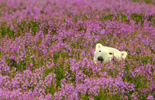 polar-bear-playing-flower-field-dennis-fast-17