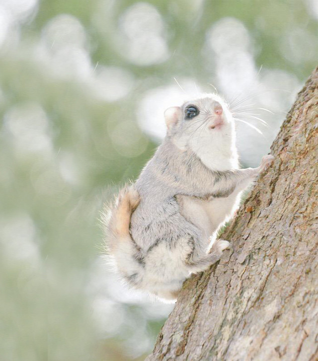 siberian-japanese-dwarf-flying-squirrel-5