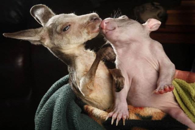 wombat and kangaroo cuddling 