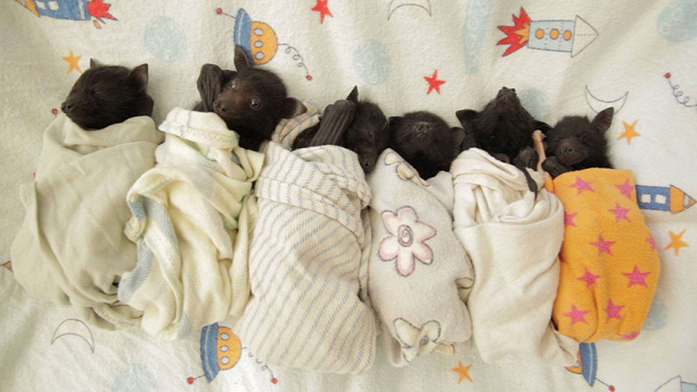 adorable-orphaned-baby-bats-australian-bat-clinic-14