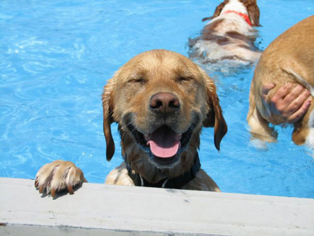 dog-pool-party1
