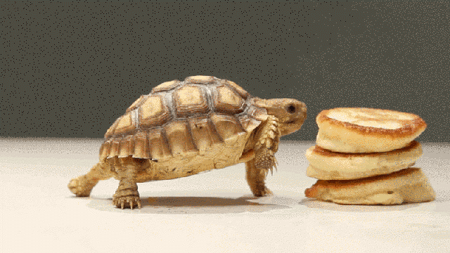 These Tortoises Eating Tiny Pancakes Are All Of Us At Brunch