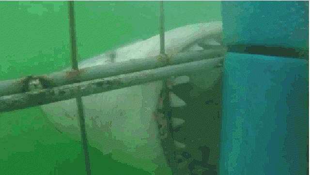 This Shark Nearly Destroyed These Divers' Cage And It's Scary AF