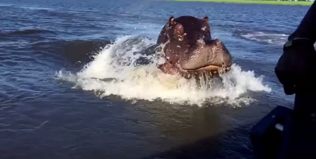 Featured Image for We’d never want to be chased by a hippo as fast and scary as this