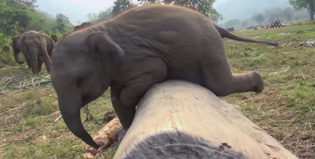 Featured Image for Determined baby elephant wins our hearts by having the hardest time climbing over log