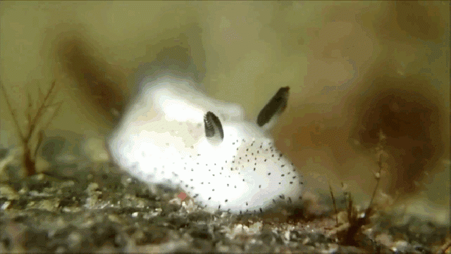 cute-bunny-sea-slug-jorunna-parva-11