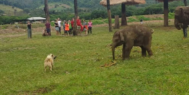 Featured Image for Baby elephant gets frustrated after chasing a dog, throws the cutest tantrum
