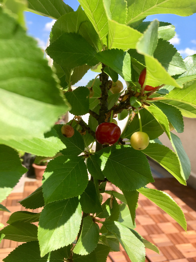 cseresznye gyümölcsfák