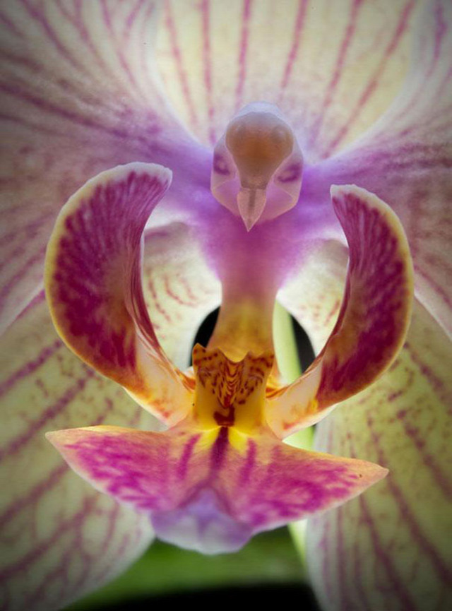 orchidea érdekesség