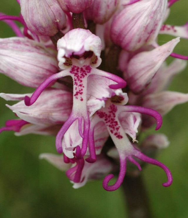 orchidea érdekesség