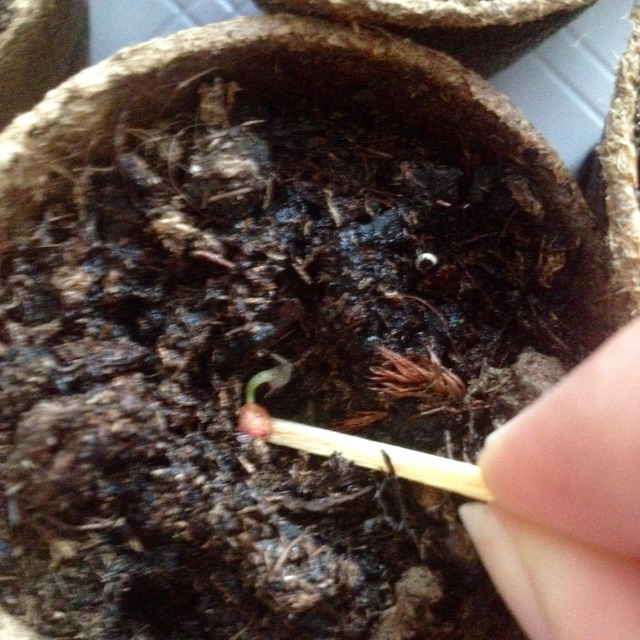 trinidad scorpion chili inkubáció