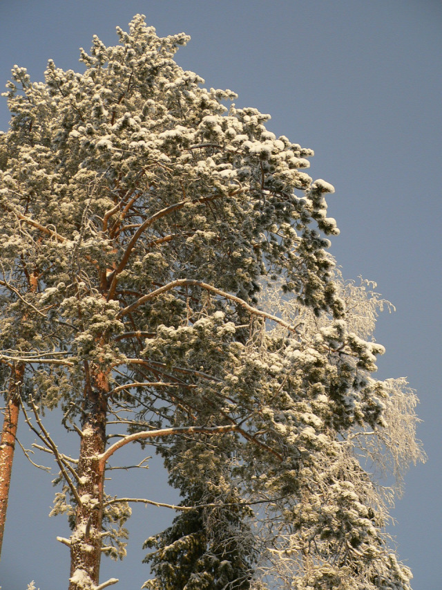 Finnország Lappföld mustamakkara