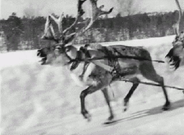 Black And White Reindeer animated GIF