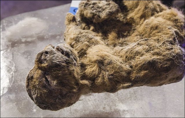múmia kihalt oroszlán klónozás