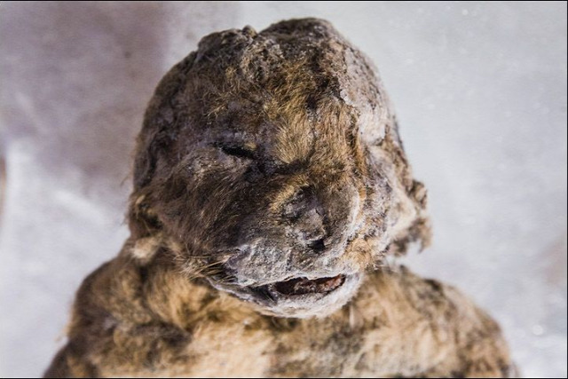 múmia kihalt oroszlán klónozás