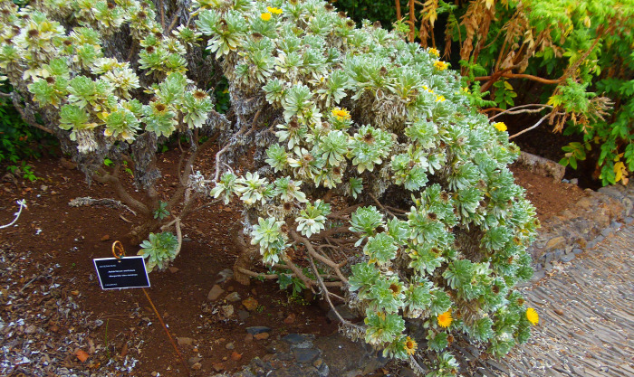 Portugália Madeira arborétum botanikus kert Funchal