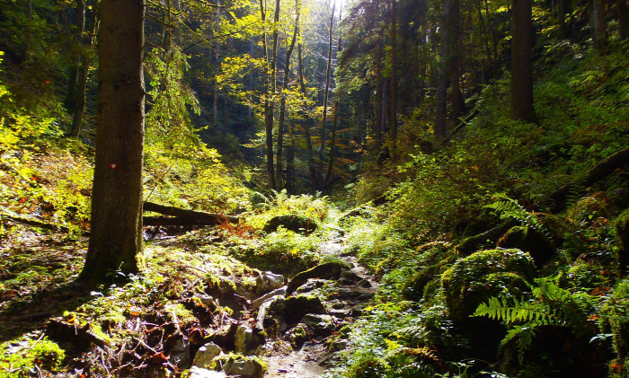 Szlovénia szurdok Pokljuka Bled