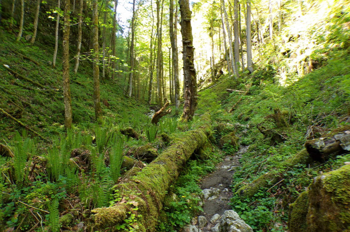 Szlovénia szurdok Pokljuka Bled