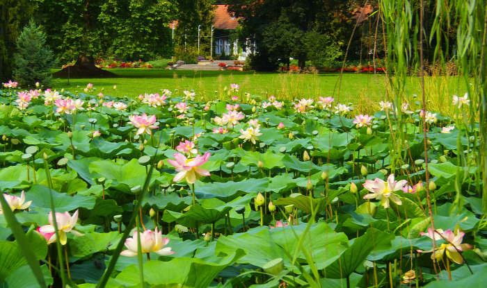 Magyarország Pest megye Vácrátót arborétum botanikus kert