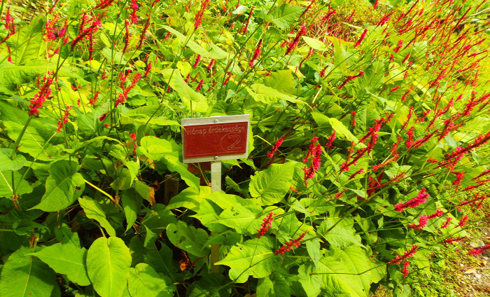 Magyarország Pest megye Vácrátót arborétum botanikus kert