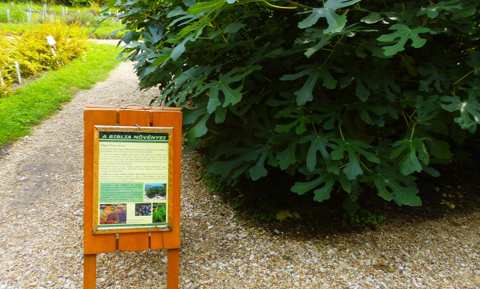 Magyarország Pest megye Vácrátót arborétum botanikus kert