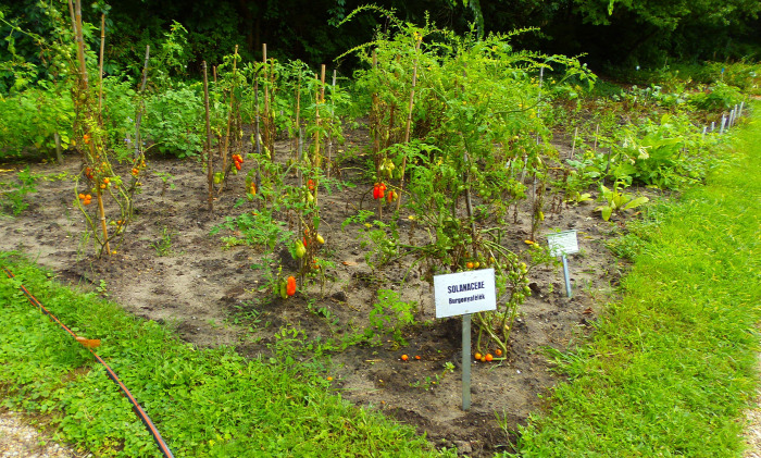 Magyarország Pest megye Vácrátót arborétum botanikus kert